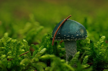 Картинка природа грибы гриб