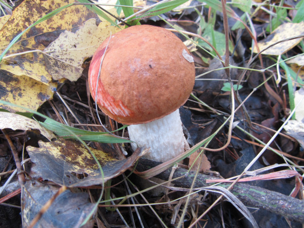 Обои картинки фото природа, грибы