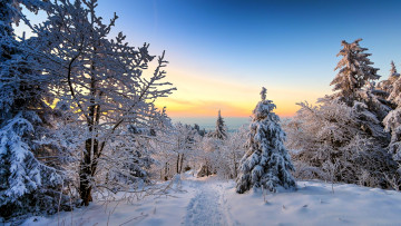 обоя природа, зима, снег, лес, следы, деревья