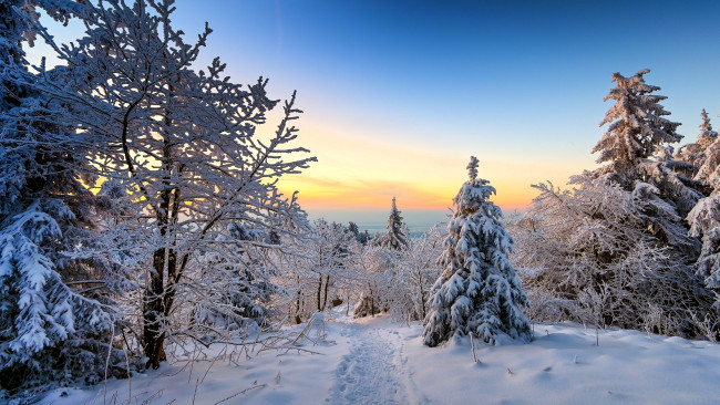 Обои картинки фото природа, зима, снег, лес, следы, деревья