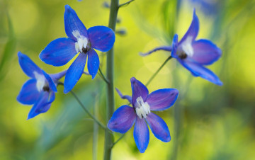 Картинка цветы дельфиниум