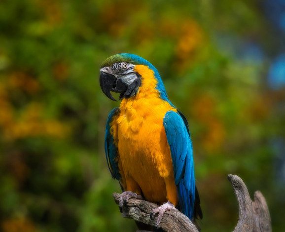 Обои картинки фото животные, попугаи, птица