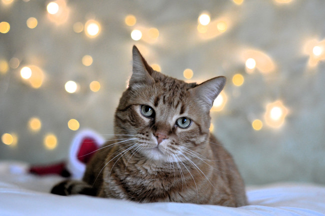 Обои картинки фото животные, коты, кот, блики