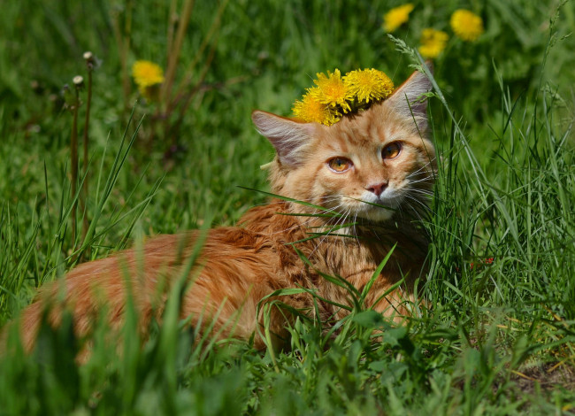 Обои картинки фото животные, коты, кот, кошка