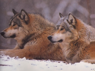 Картинка животные волки