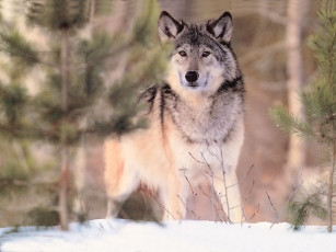 Картинка животные волки