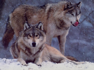 Картинка животные волки