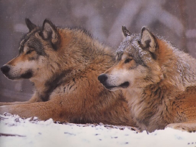 Обои картинки фото животные, волки