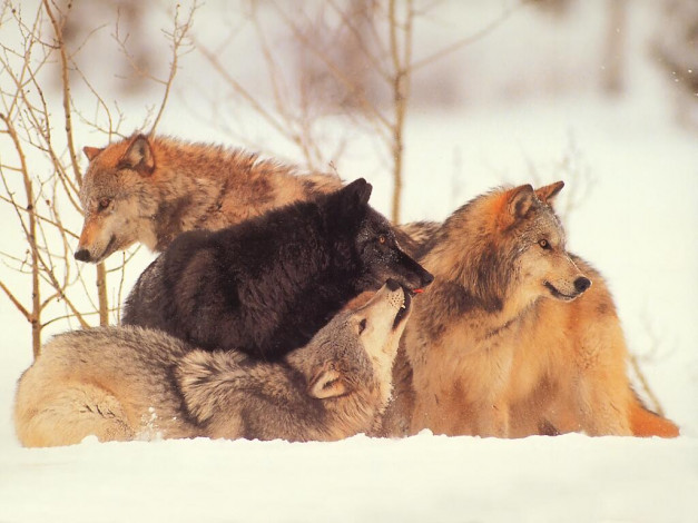 Обои картинки фото животные, волки