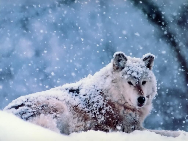 Обои картинки фото животные, волки