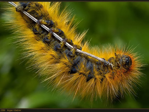 Картинка kogan vladimir держи меня соломинка животные гусеницы