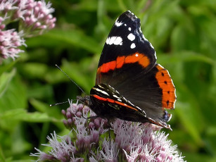 Картинка rostislaw адмирал вот полечу животные бабочки