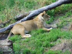 обоя животные, львы