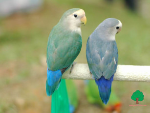 Картинка животные попугаи