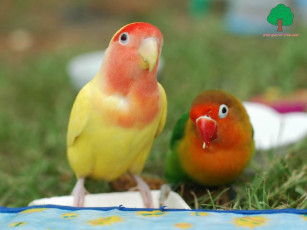 Картинка животные попугаи