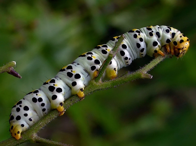 Обои картинки фото rostislaw, капюшонница, коровяковая, животные, гусеницы