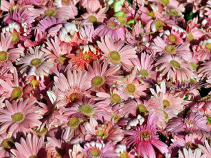 Картинка цветы герберы