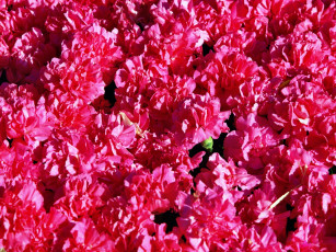 Картинка цветы гвоздики