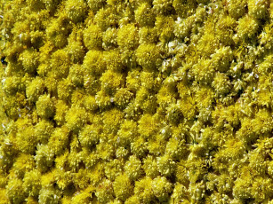 обоя цветы, хризантемы