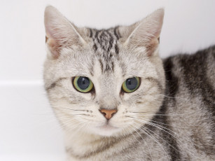 Картинка животные коты