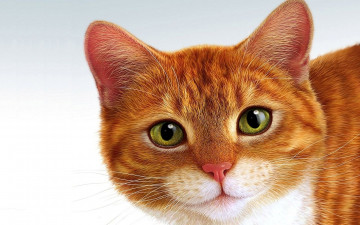 Картинка животные коты