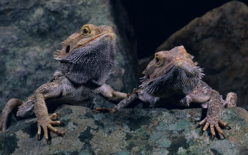 Картинка животные Ящерицы игуаны вараны