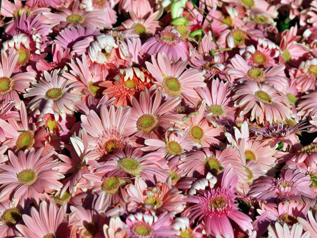 Обои картинки фото цветы, герберы