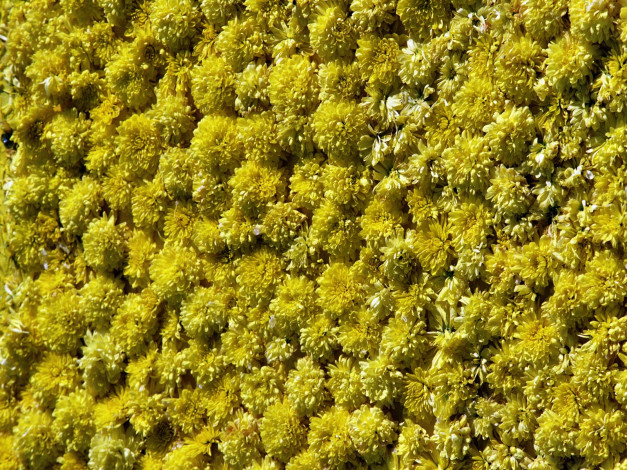 Обои картинки фото цветы, хризантемы