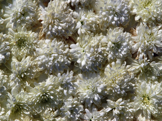 Обои картинки фото цветы, хризантемы