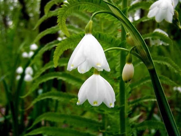 Обои картинки фото цветы, подснежники, белоцветник