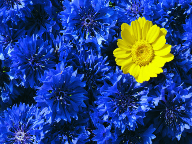 Обои картинки фото цветы, васильки