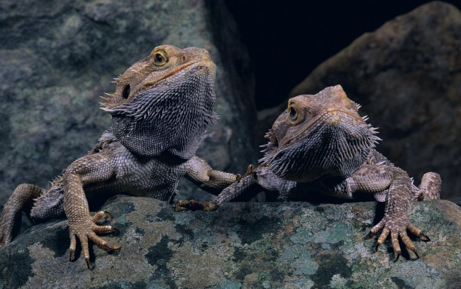 Обои картинки фото животные, Ящерицы, игуаны, вараны