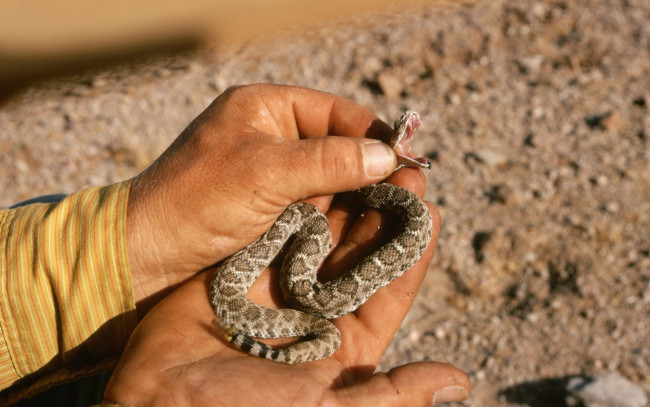 Обои картинки фото животные, змеи, питоны, кобры