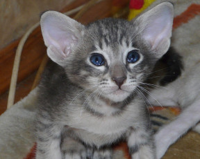 Картинка животные коты