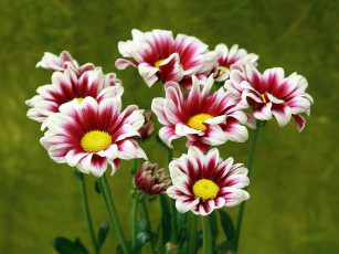 Картинка цветы хризантемы