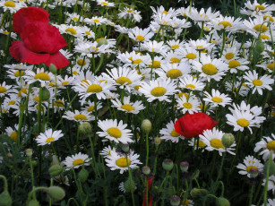 Картинка цветы луговые полевые