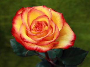 Картинка цветы розы