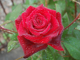 Картинка цветы розы