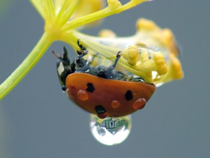 Картинка животные божьи коровки