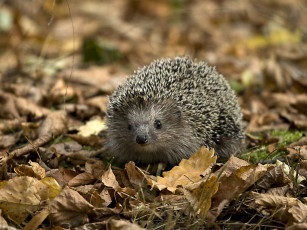 Картинка животные ежи