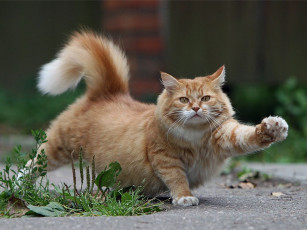 Картинка животные коты