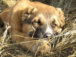 Картинка животные собаки