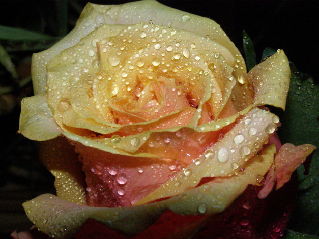 Обои картинки фото цветы, розы