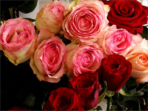 Обои картинки фото цветы, розы