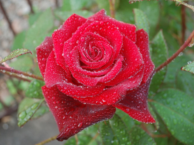 Обои картинки фото цветы, розы