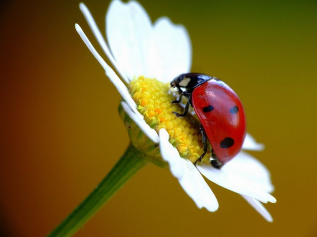 Обои картинки фото животные, божьи, коровки