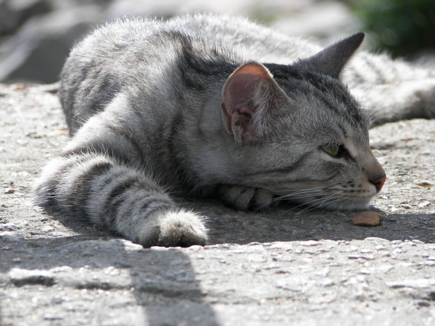 Обои картинки фото животные, коты