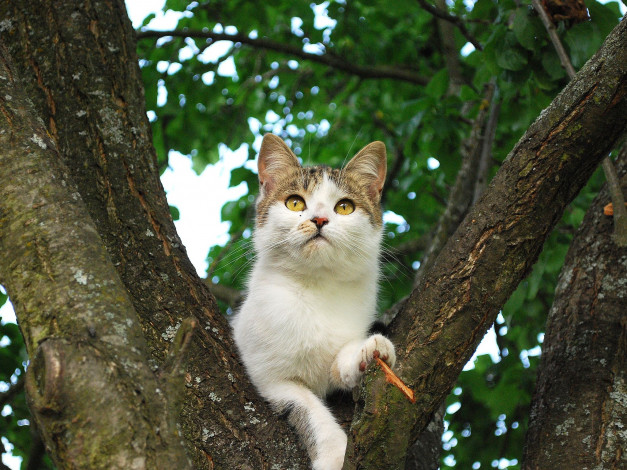 Обои картинки фото животные, коты