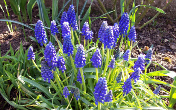 Картинка цветы гиацинты синий