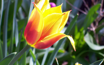 Картинка цветы тюльпаны желтый